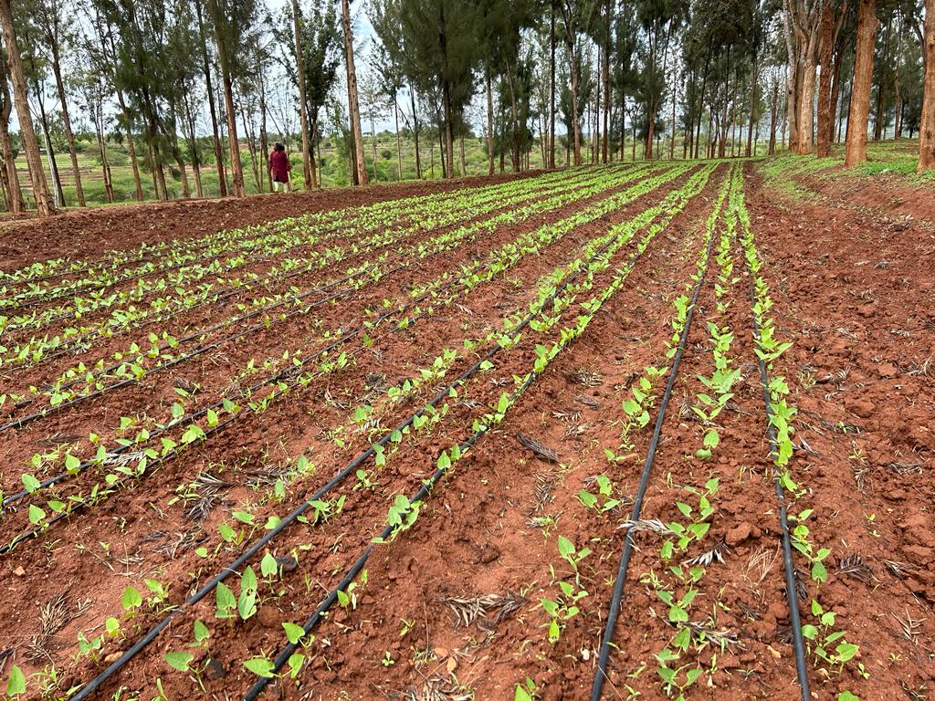 farm