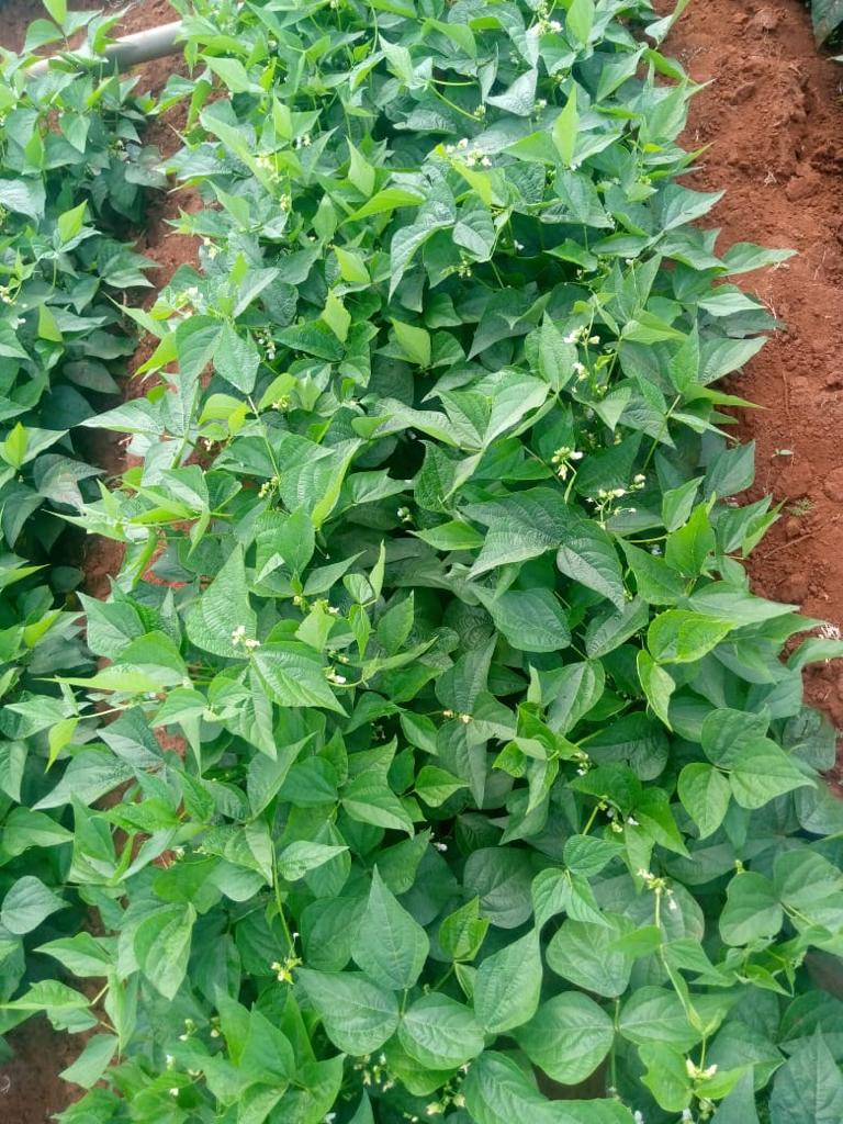 farm