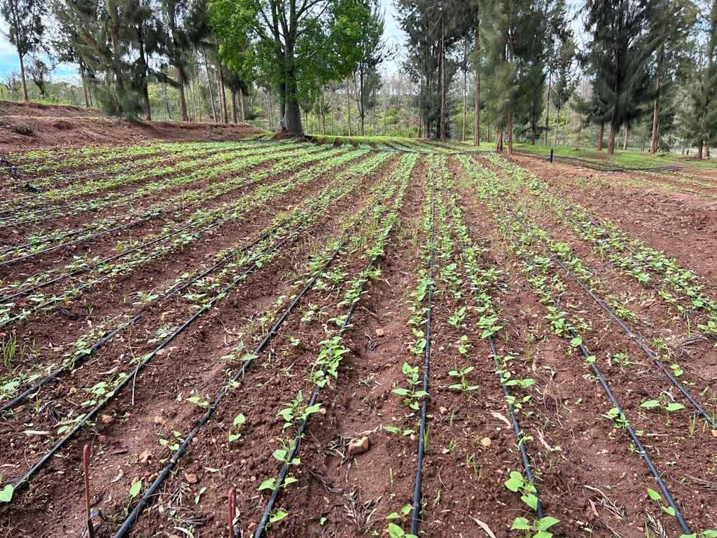 farm